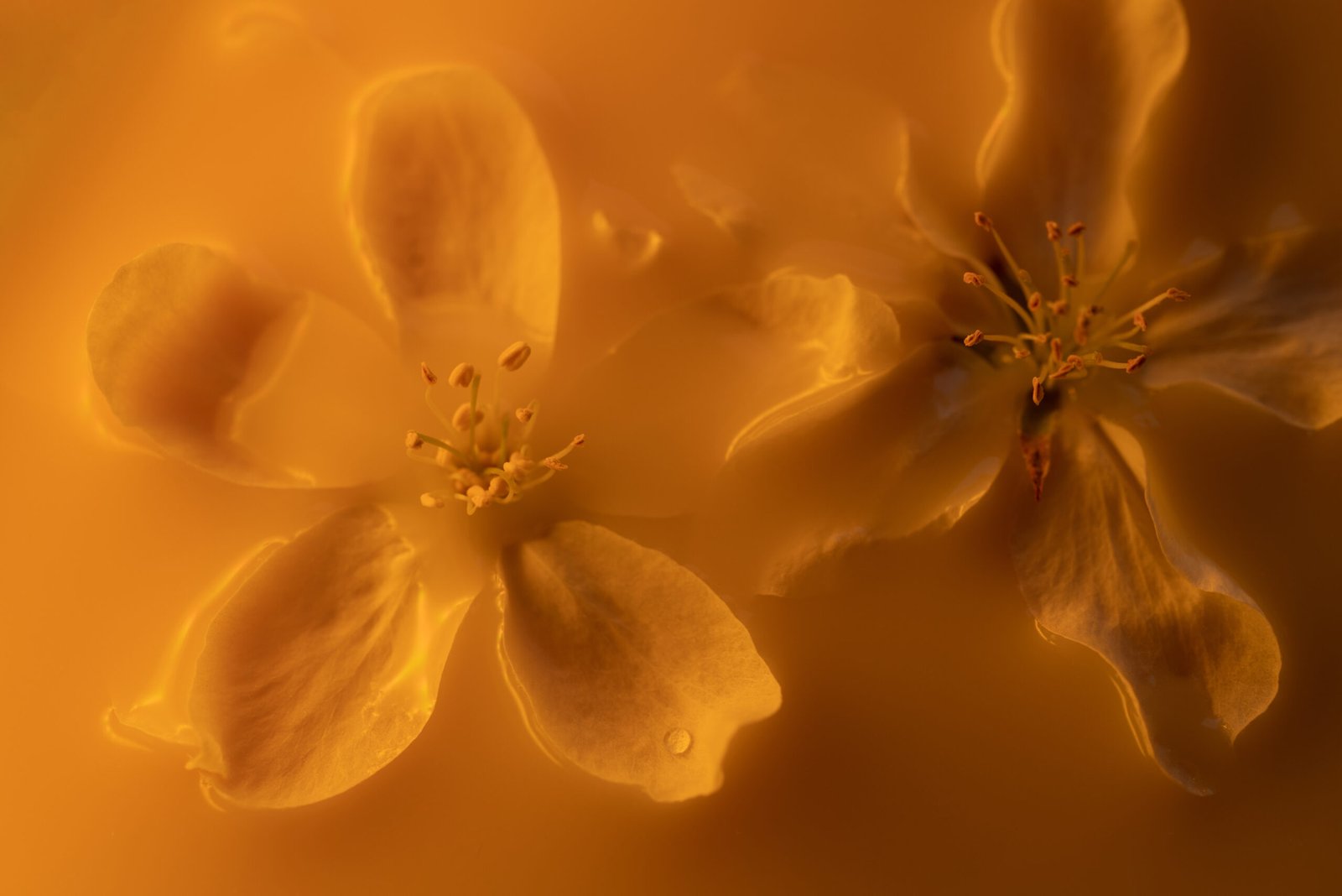 close-up-of-yellow-neon-colored-cherry-tree-flower-2023-11-27-05-14-16-utc