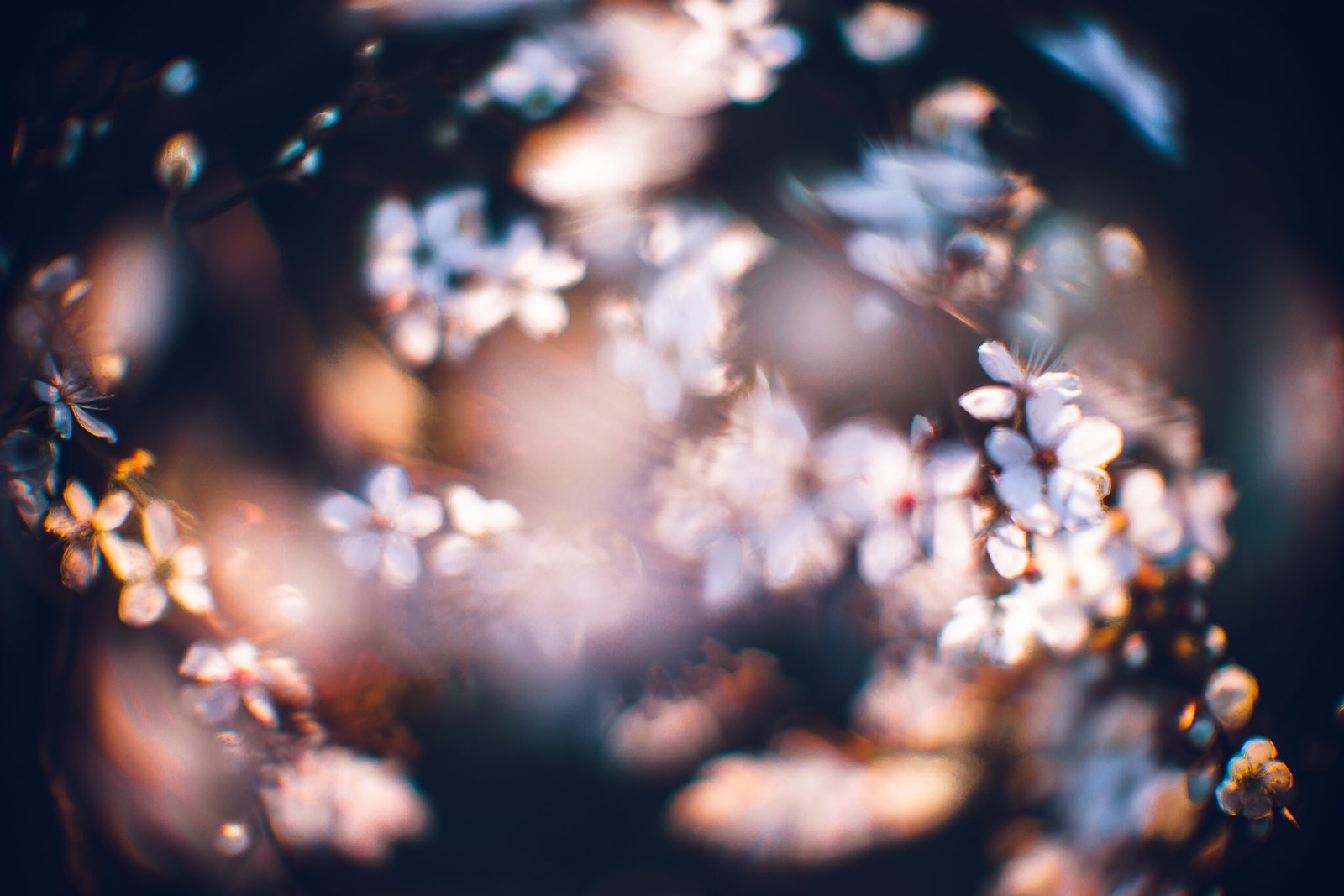 A closeup shot of a beautiful blossomed cherry tree was a beautiful spring, flowery background